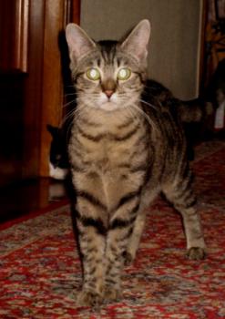 Casey Bild von Casey