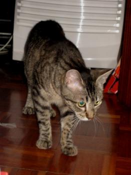 Casey Bild von Casey