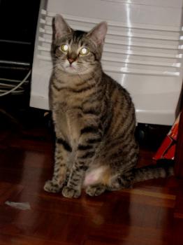 Casey Bild von Casey
