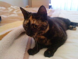 Tanis Bild von Tanis