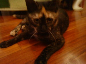 Tanis Bild von Tanis