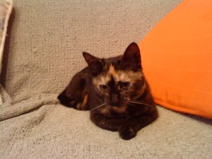 Tanis Bild von Tanis