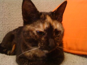 Tanis Bild von Tanis