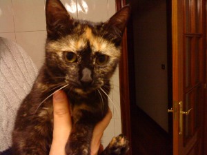 Tanis Bild von Tanis