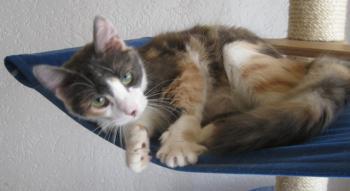 Bild von Trikinina