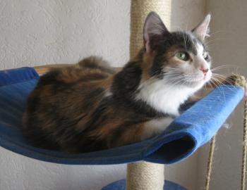 Bild von Trikinina