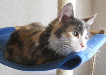 Bild von Trikinina