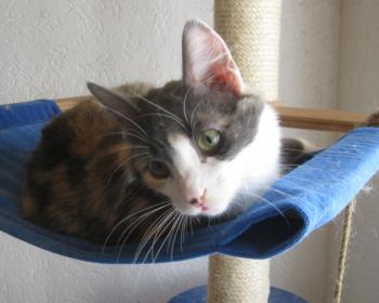 Bild von Trikinina