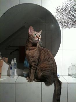 Yai Bild von Yai