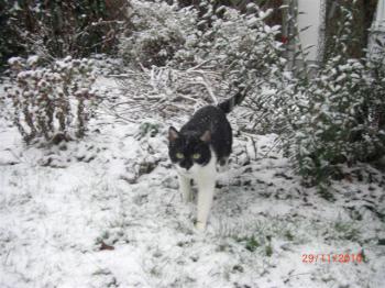 Findus Bild von Findus