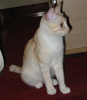 Guapa Bild von Guapa