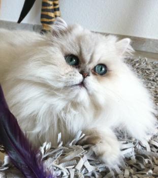 Legolas Bild von Legolas