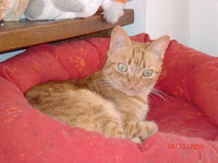 Rai Bild von Rai