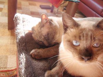 Bild von Romeo