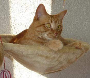 Bild von Rubete