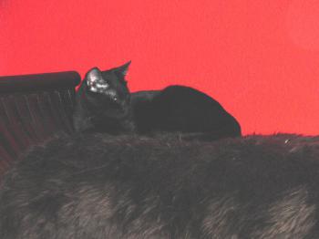 Vampi in Deutschland Bild von Vampi