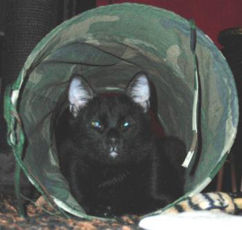 Vampi Bild von Vampi