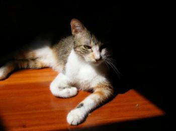 Arizona Baby Bild von Arizona Baby