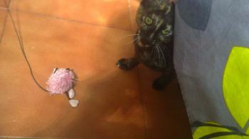 Kiru Bild von Kiru