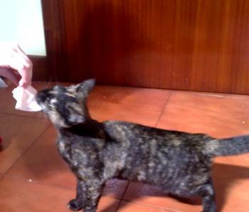 Kiru Bild von Kiru