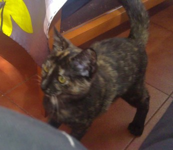 Kiru Bild von Kiru
