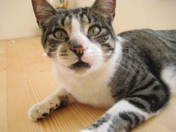 Hemingway Bild von Hemingway