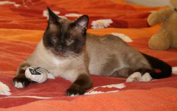 Morris Bild von Morris