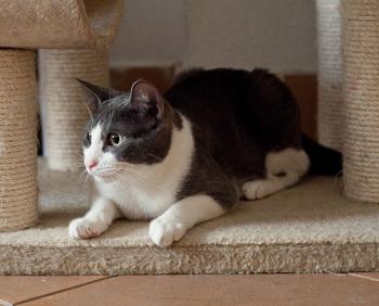 Sumu Bild von Sumu