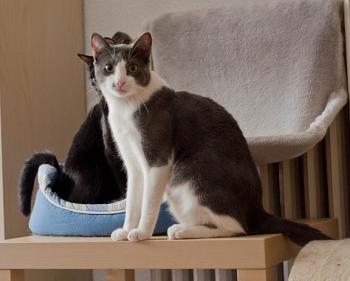 Sumu Bild von Sumu