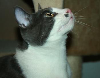 Sumu Bild von Sumu