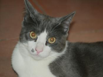 Sumu Bild von Sumu