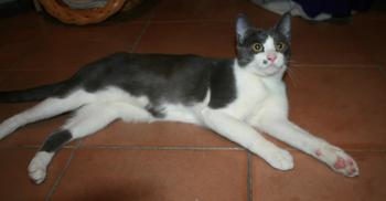 Sumu Bild von Sumu