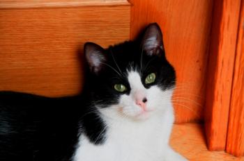 Bild von Bruce