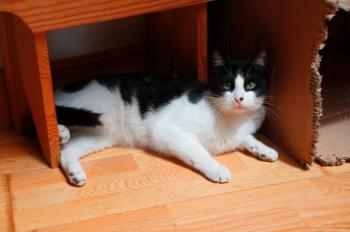 Bild von Bruce