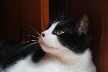 Bild von Bruce