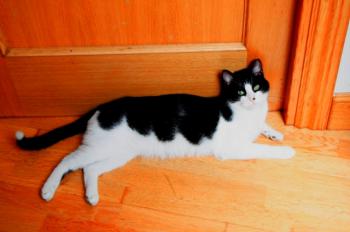 Bild von Bruce