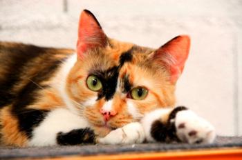 Bild von Sweety - Five