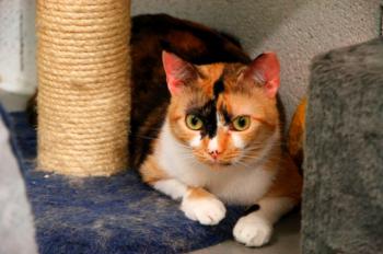 Bild von Sweety - Five