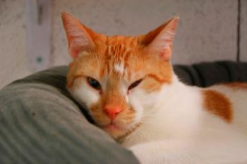 Tino Bild von Tino