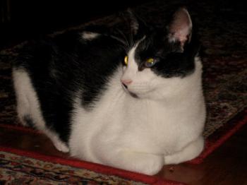 Bild von Pablo
