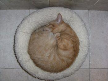 Miguelito Bild von Miguelito