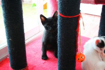 Bild von Kimba
