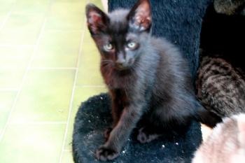 Bild von Kimba