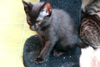 Bild von Kimba