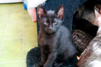 Bild von Kimba