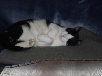Pitus Bild von Pitus