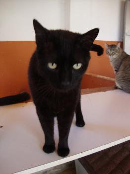 Kiku Bild von Kiku