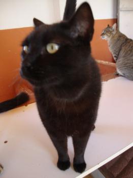 Kiku Bild von Kiku