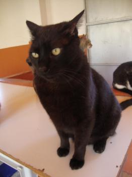 Kiku Bild von Kiku
