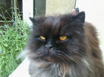 Zeidan Bild von Zeidan